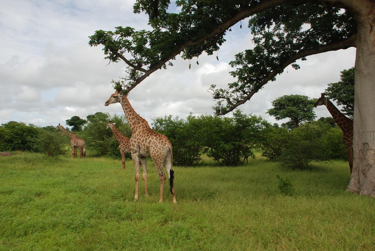 Safari Village Saly Eksteriør bilde